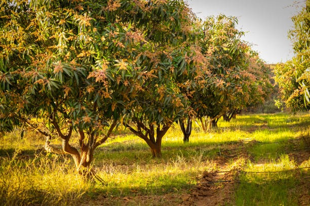 Mango Groves